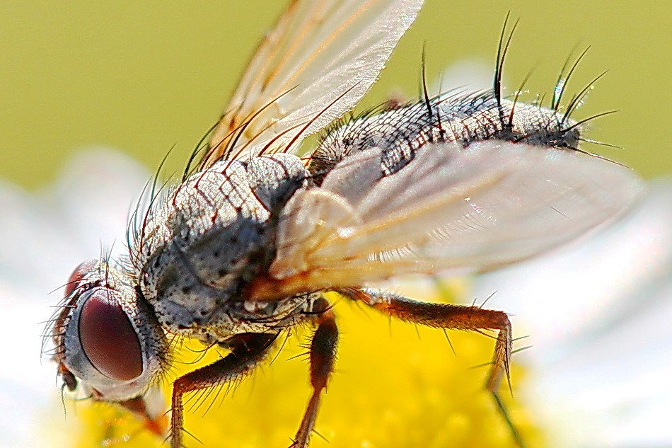 Fliege,Mücke