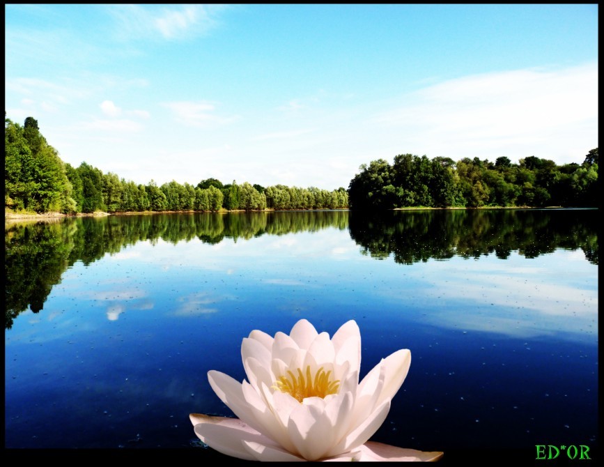 Liliensee