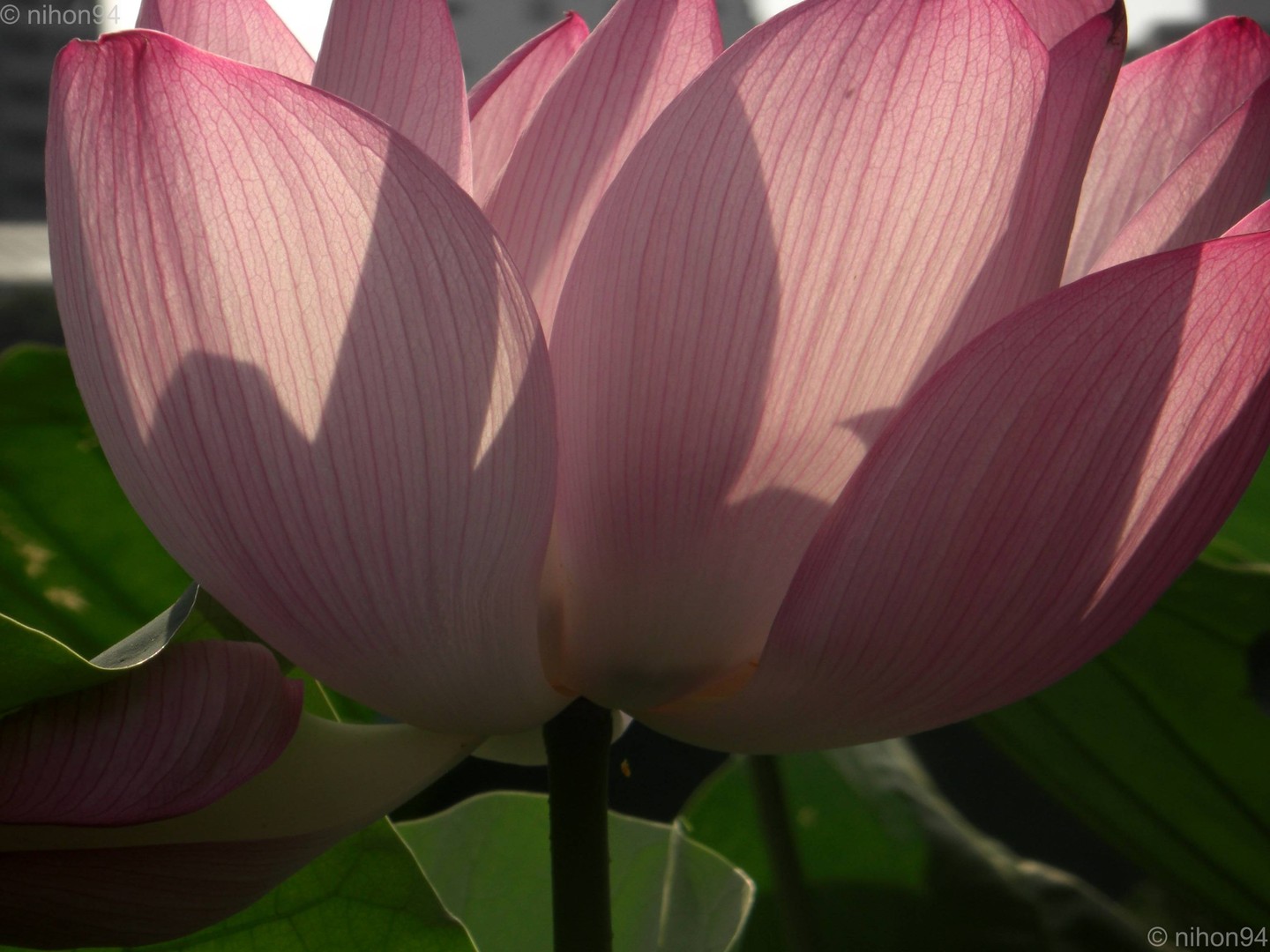 Water lilly (Ueno Park Tokyo)