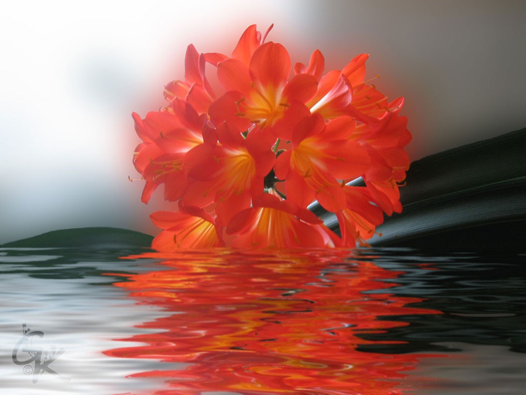 Clivie im Wasser