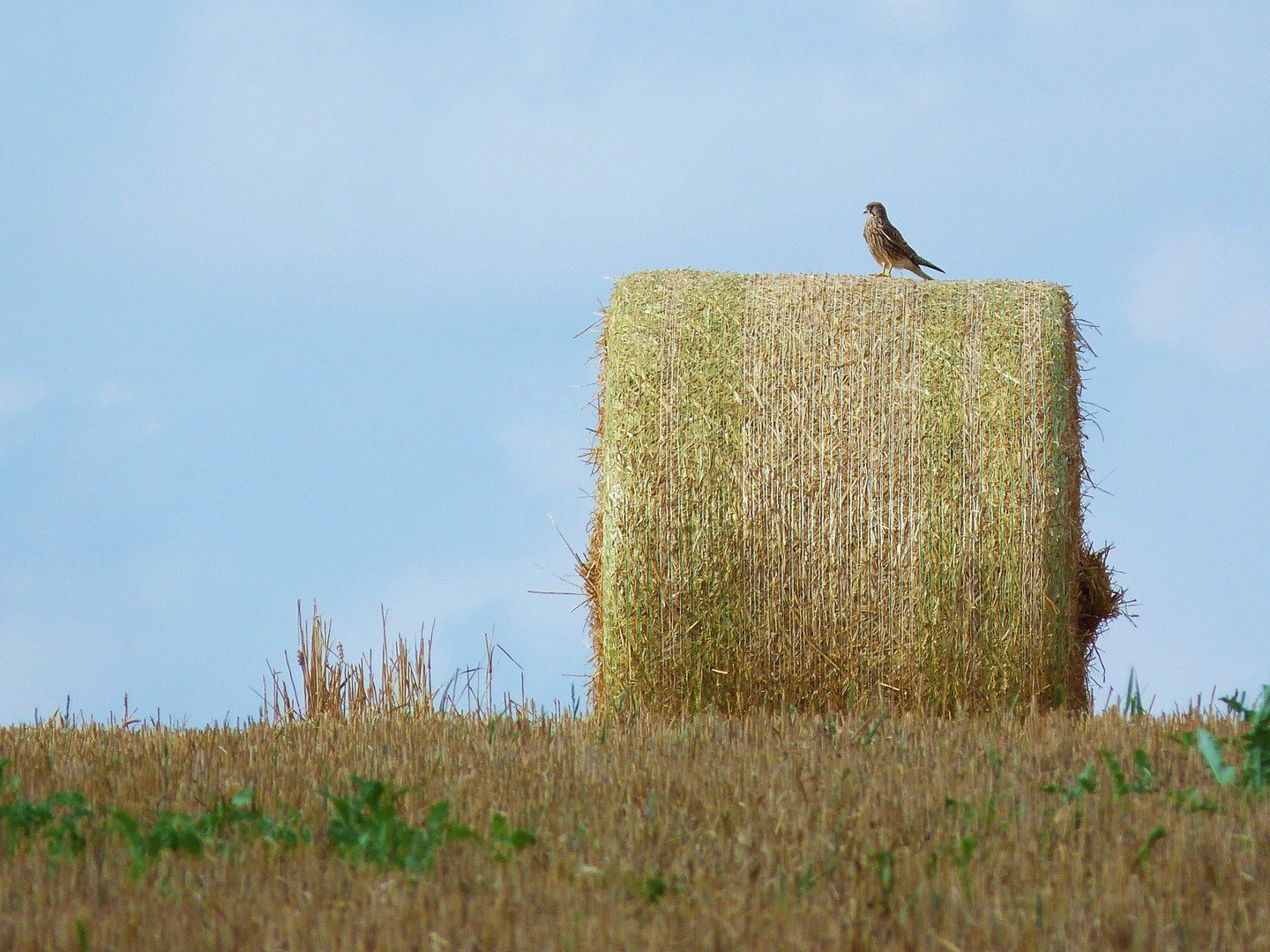 Adlerauge sei wachsam