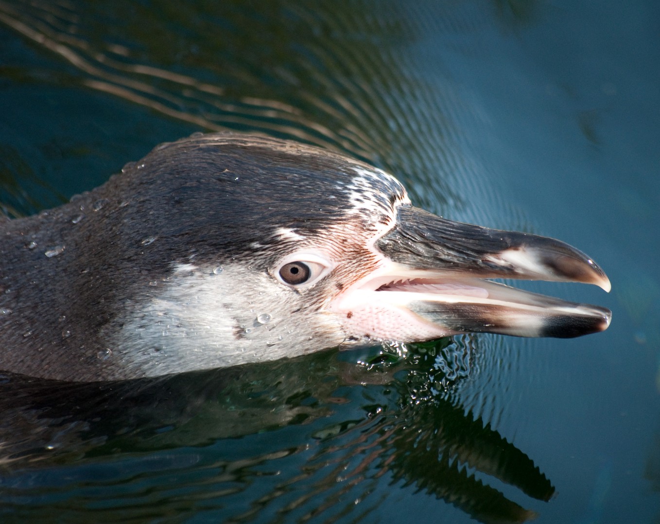 Pinguin Schnellschwimmer
