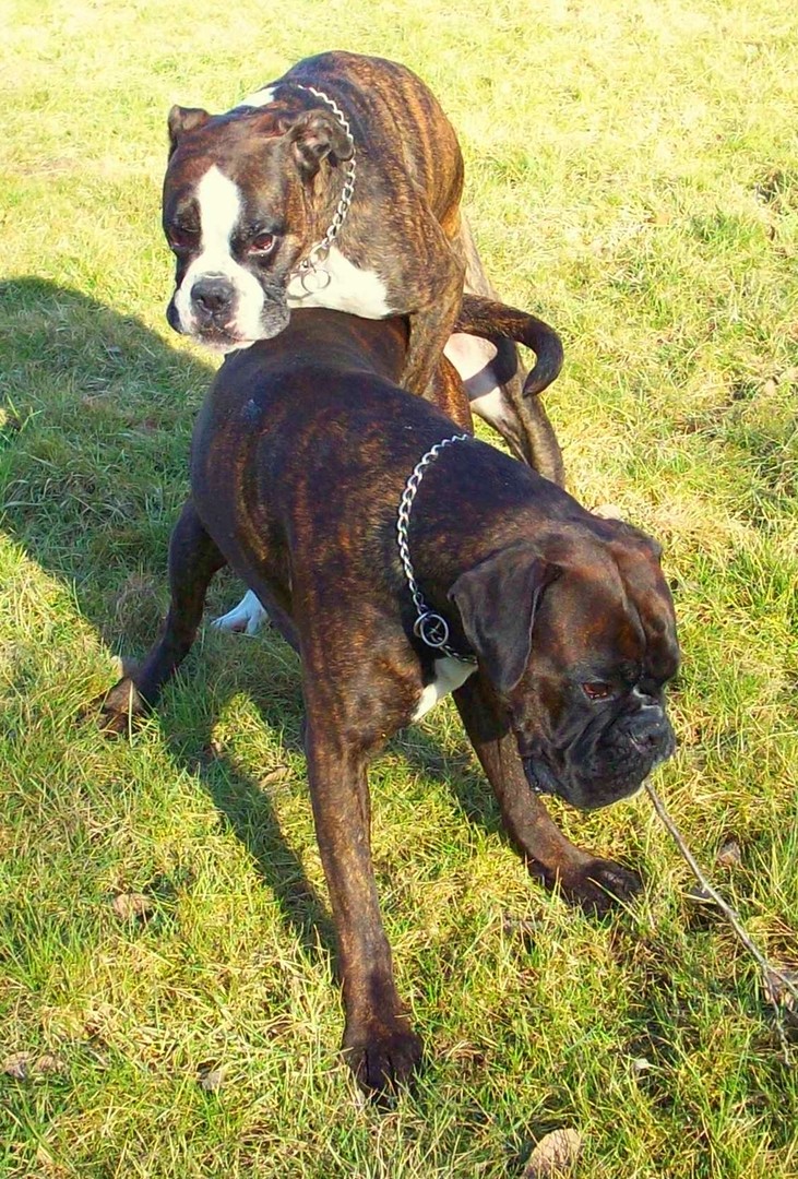 Boxerhündin zeigt Ihre Dominanz bei ihrem Freund