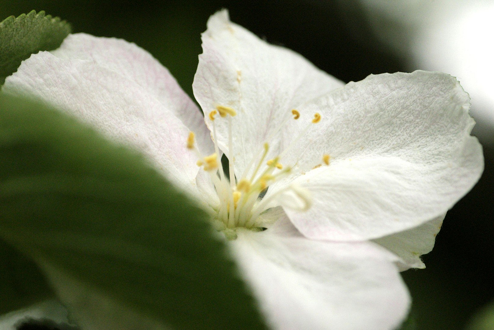Apfelblüte