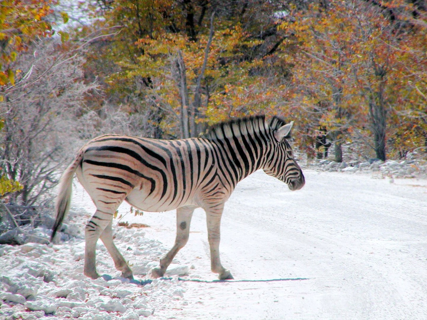 Etosha