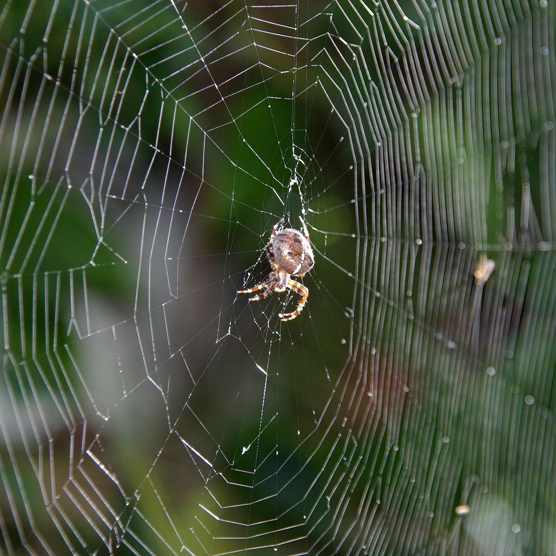 spinne