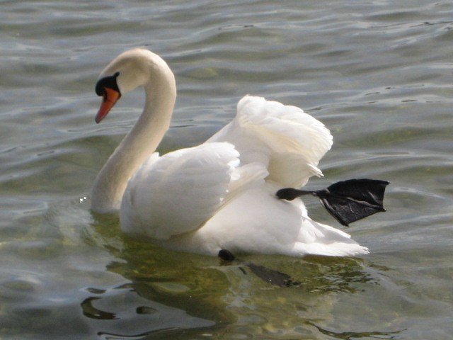 Glücklicher Schwan im Starnberger See