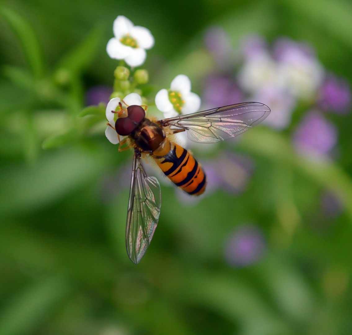 Schwebefliege