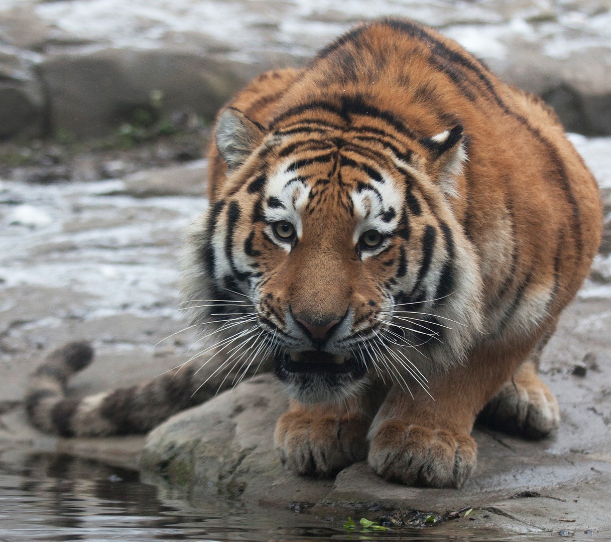 Komm mir nicht zu nahe...