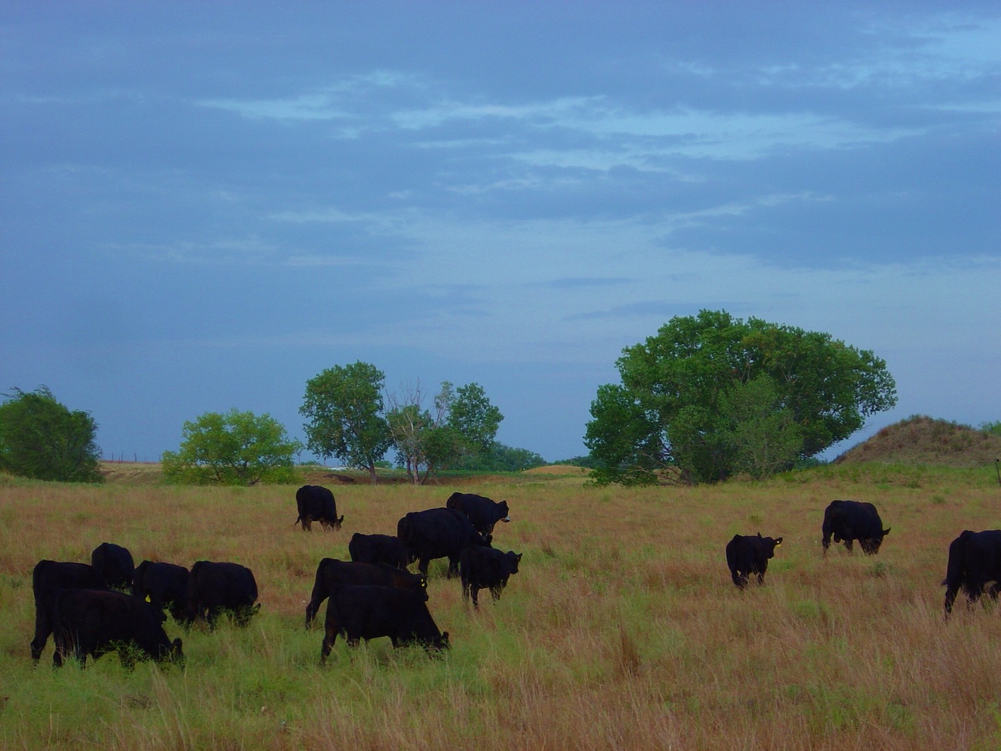Home on the Range