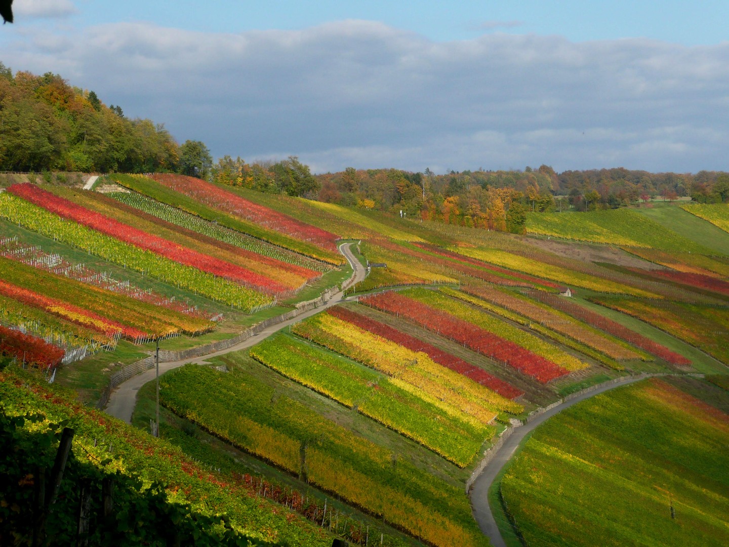 Herbst in den Weinbergen