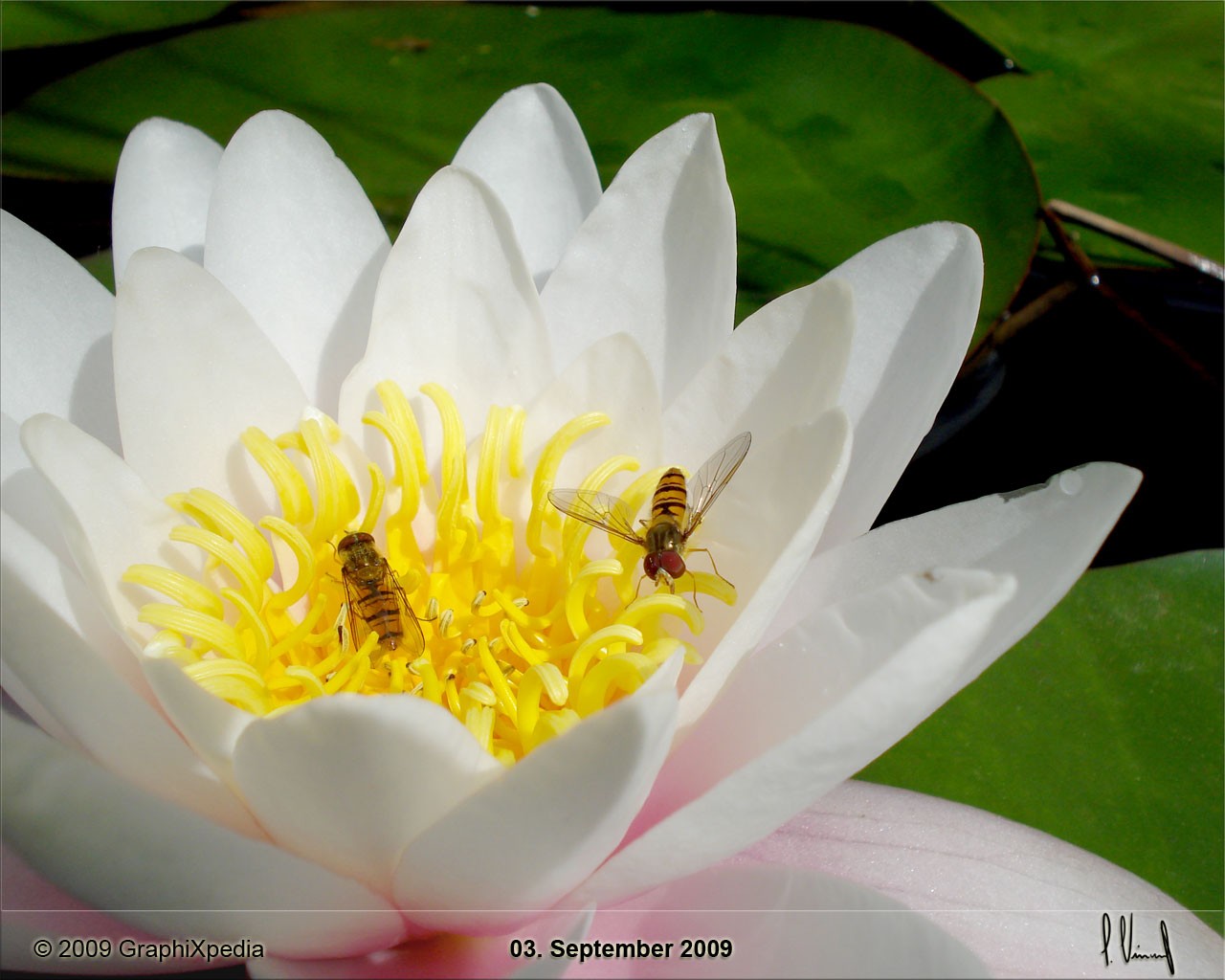 Episyrphus balteatus