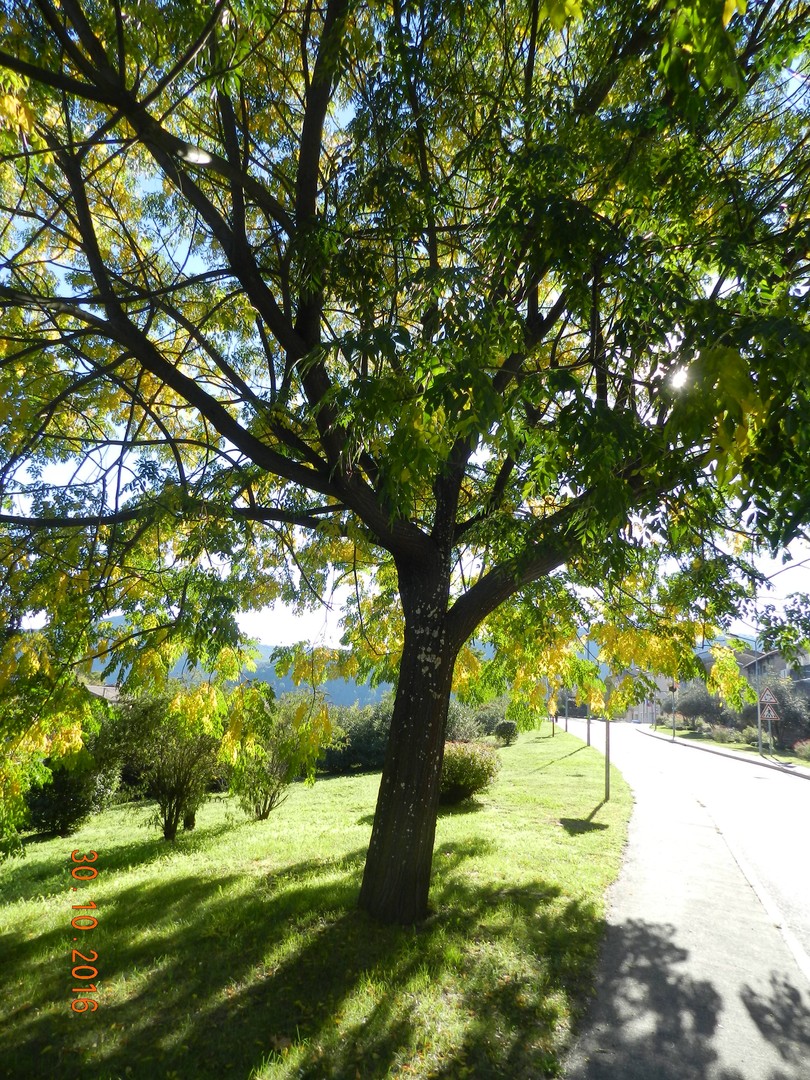 VERDURE AUTOMNALE