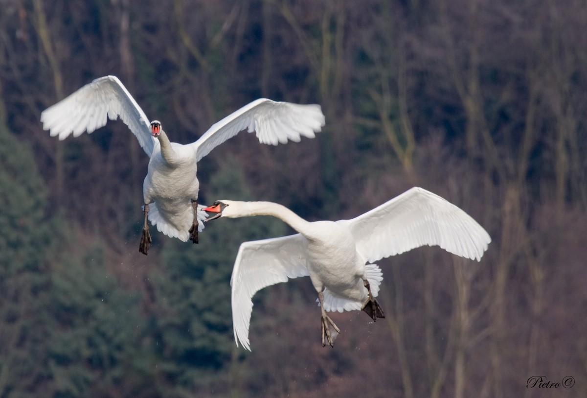 Volare