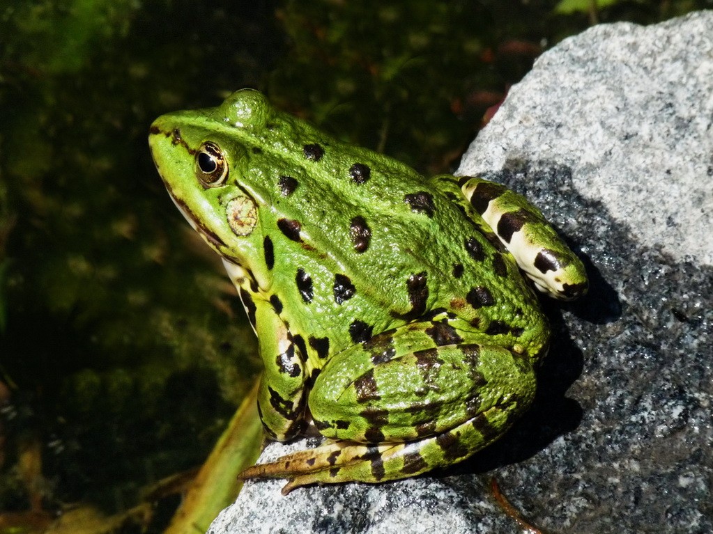 Das Fröschlein