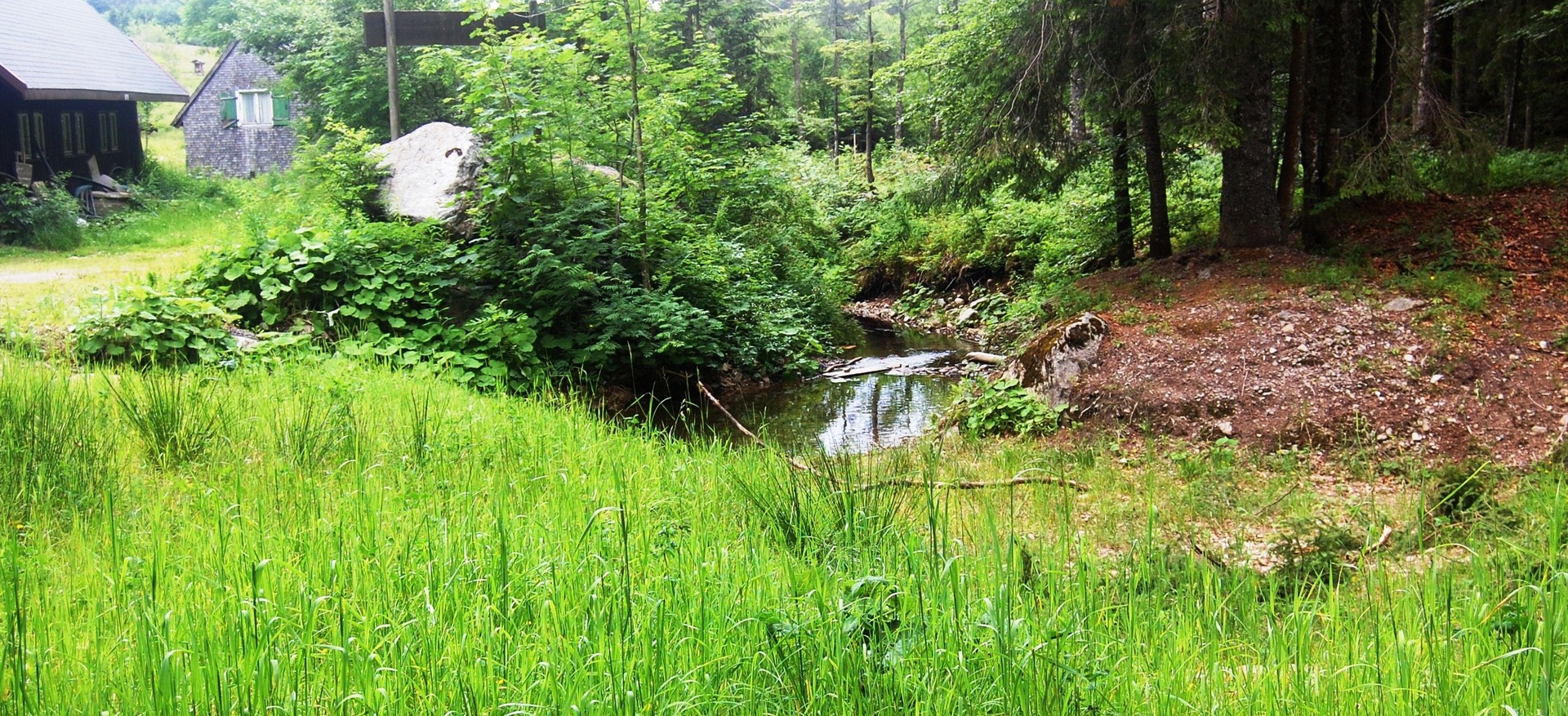 Der frühe Vogel fängt den Wurm