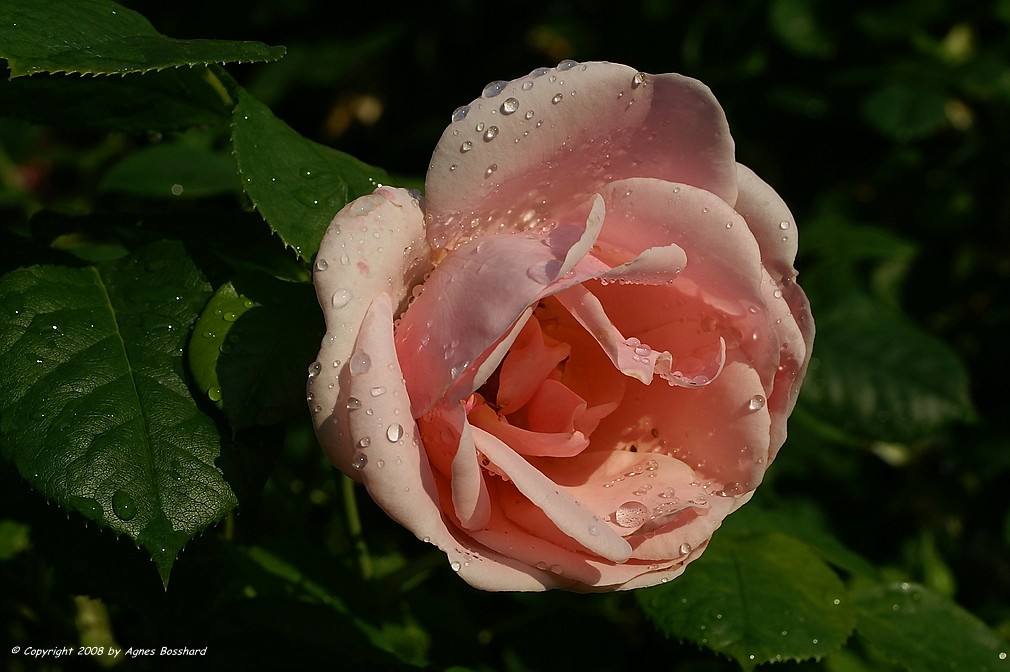 Rose am Morgen