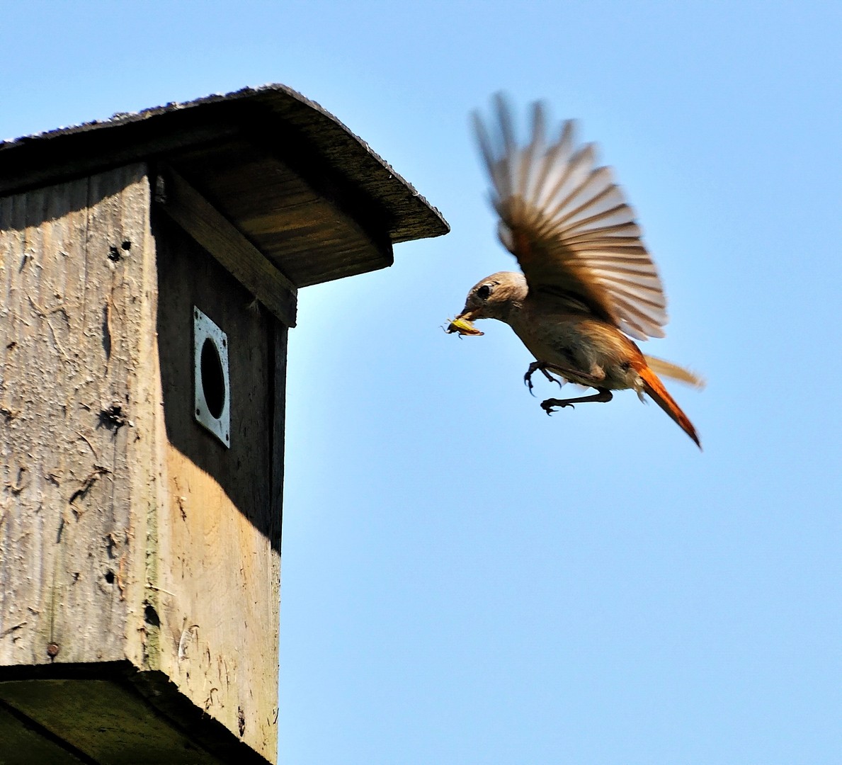 Anflug