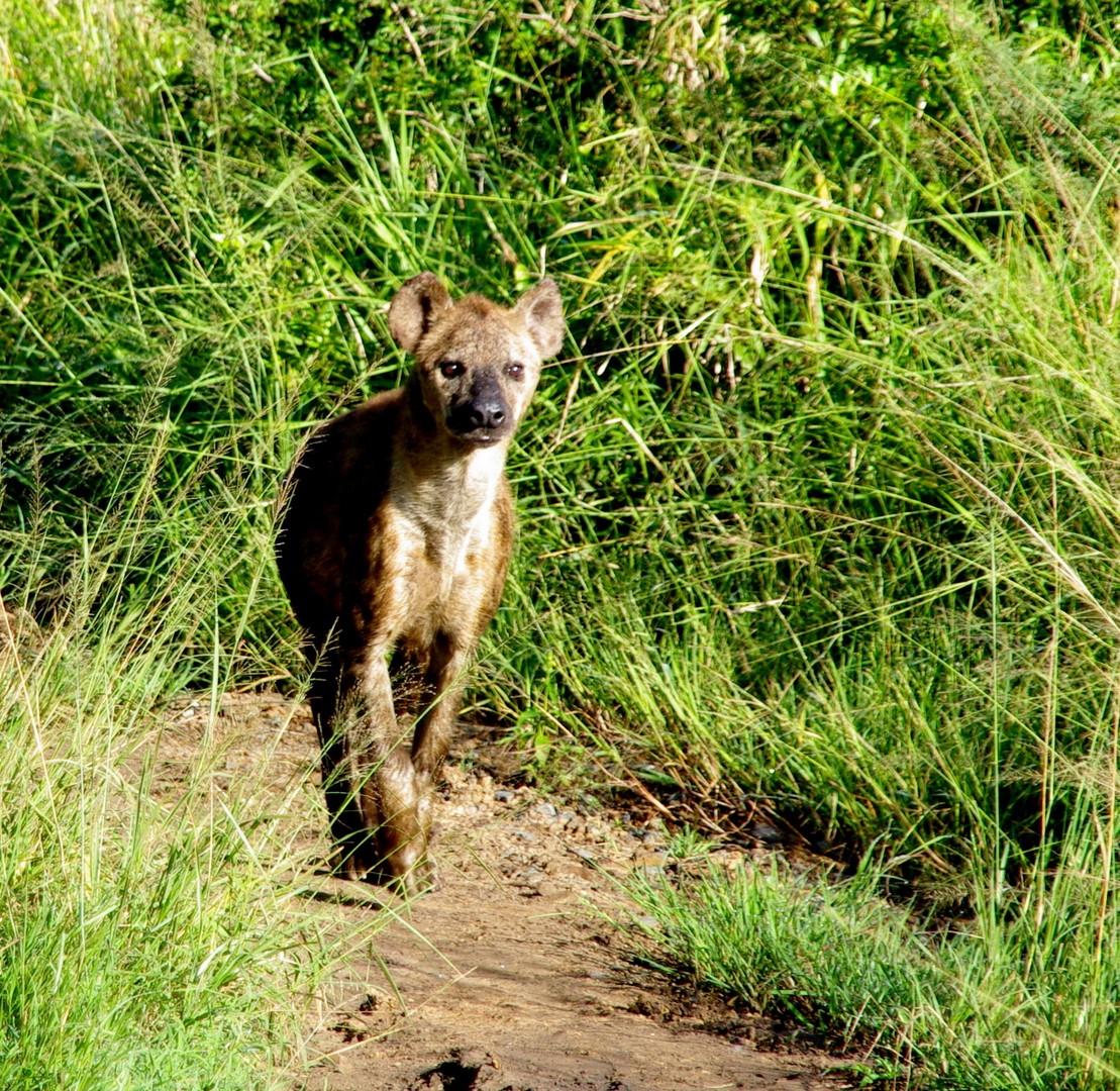 Hyäne im Krüger Nationalpark