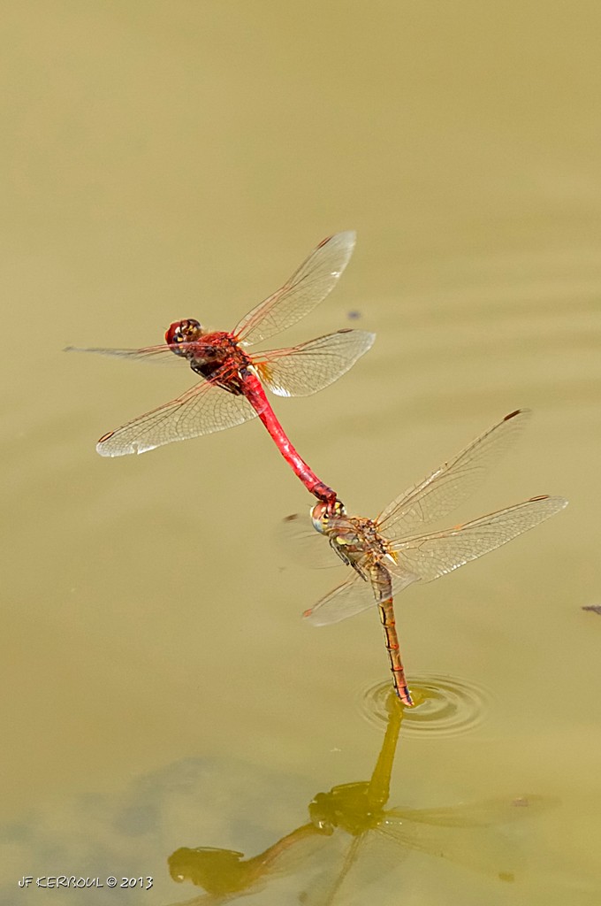 Ponte en duo