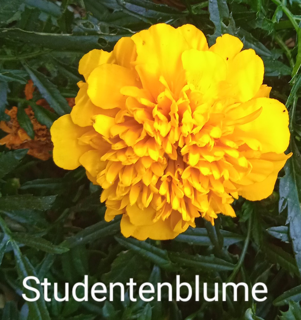Studentenblume