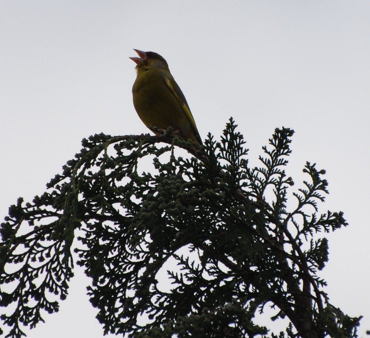 Fruhlingsgezwitscher