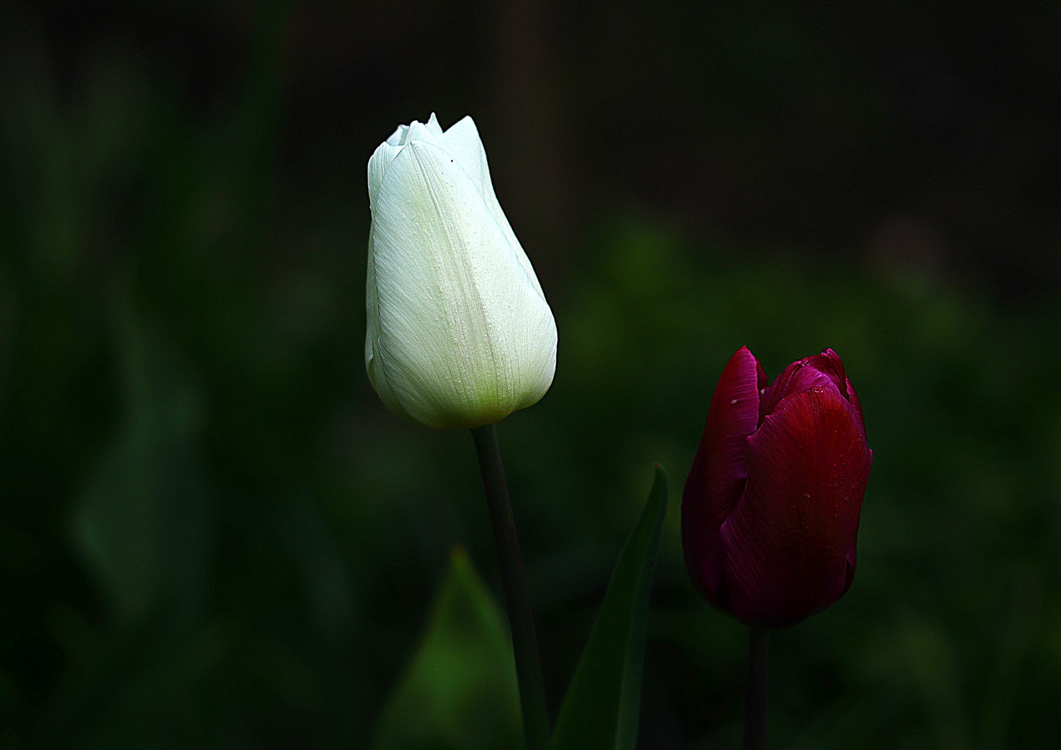 Tulpenfrühling
