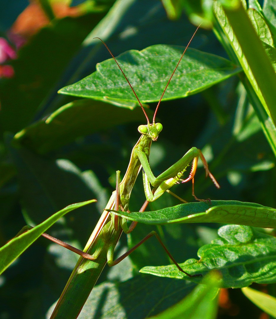 Mantide religiosa