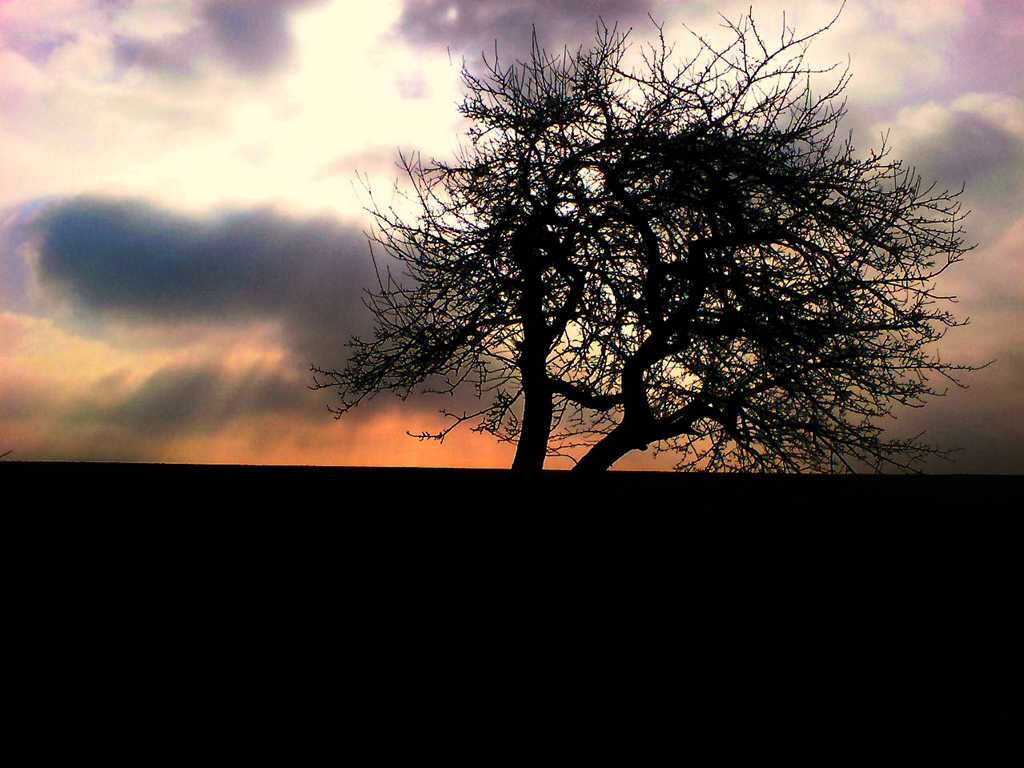 Baum in der Dämmerung