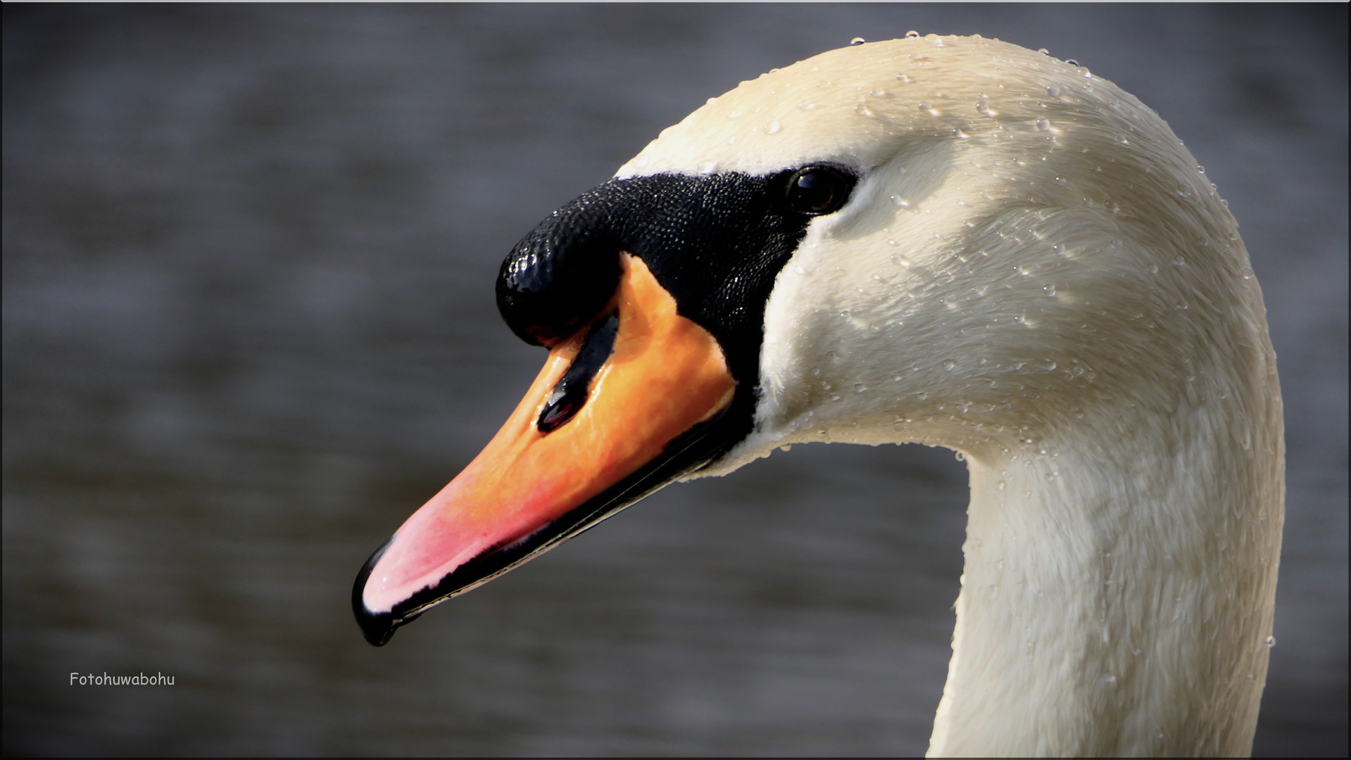 Der Schwan