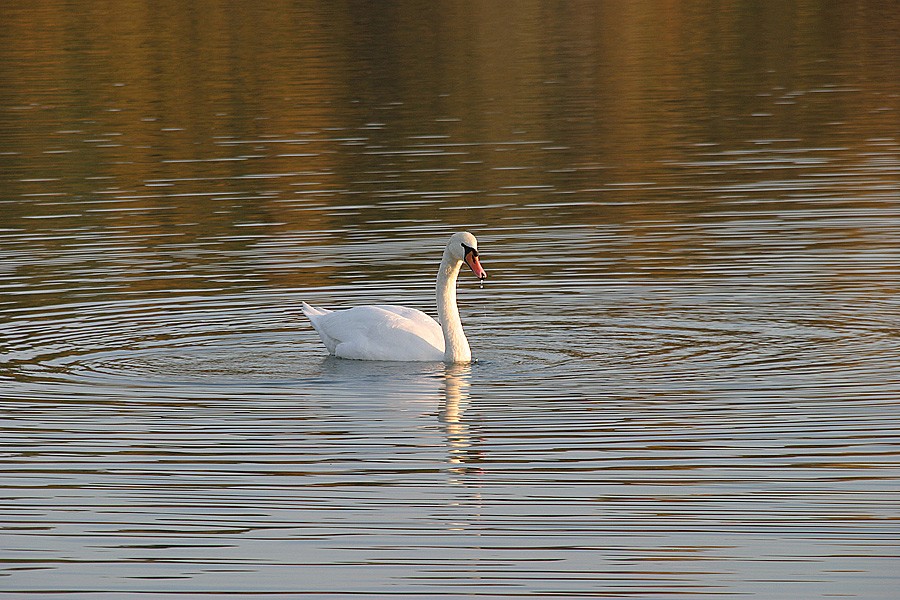 Ein einsamer Schwan