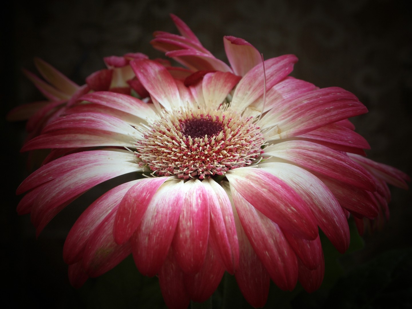 Meine Gerbera