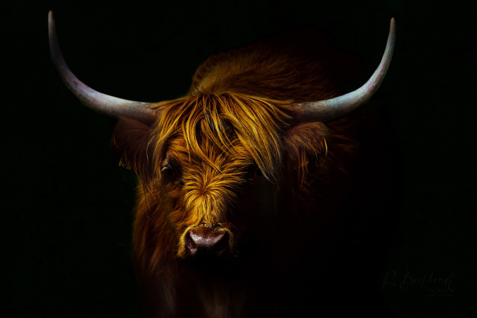 Highlaender Longhorn Rind