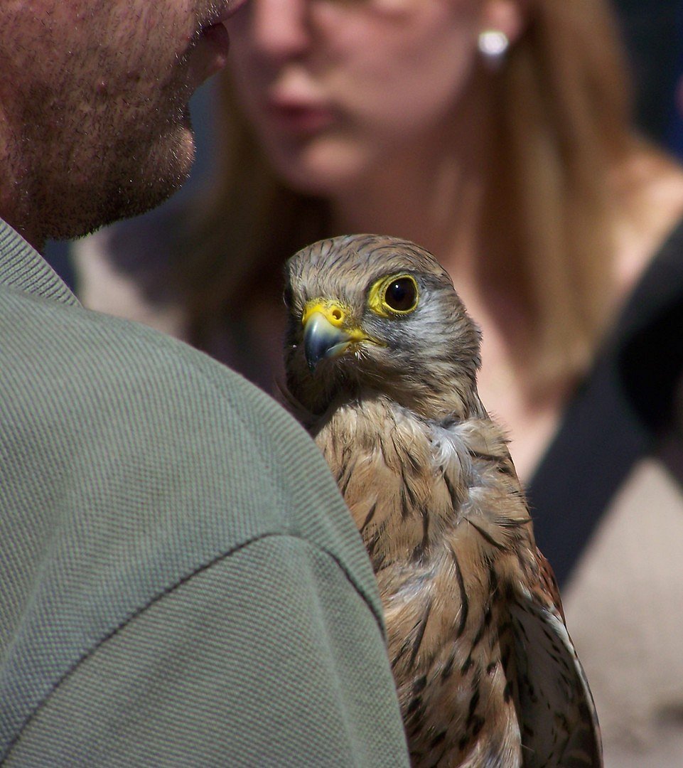 Falke unter Leute!