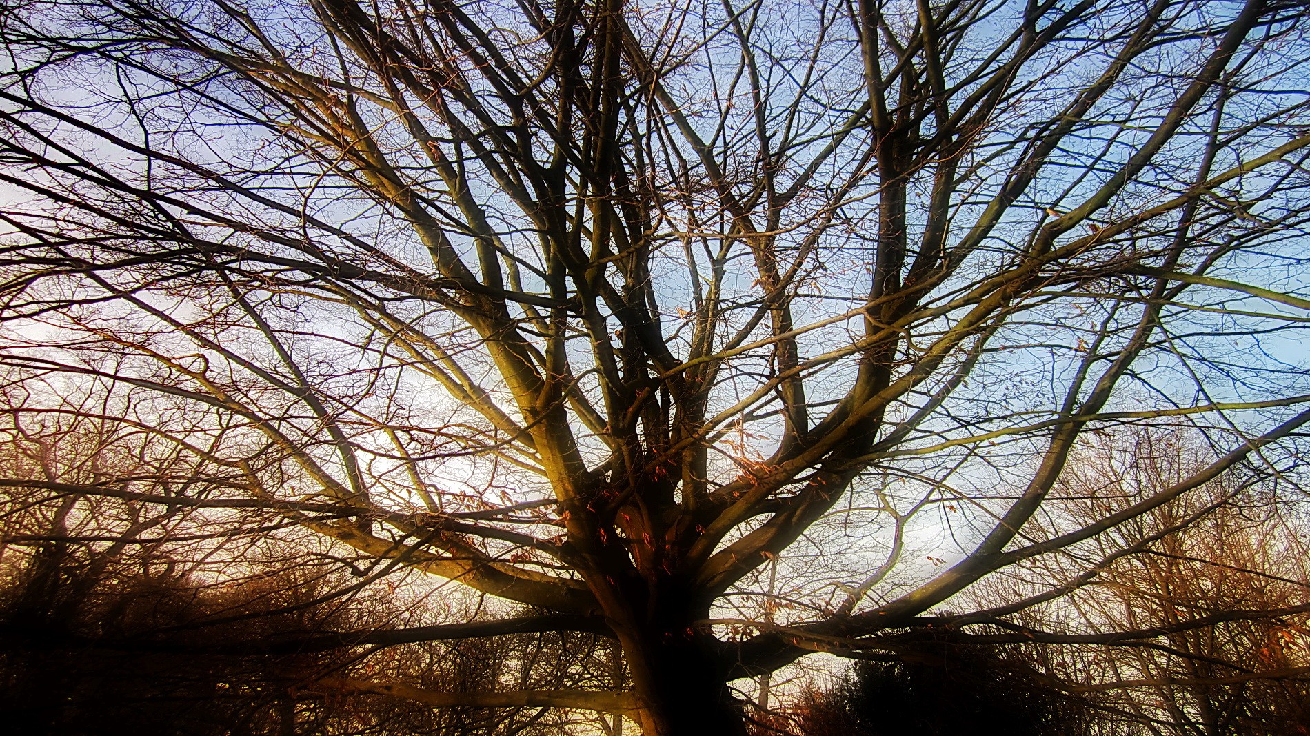 mein Freund der Baum