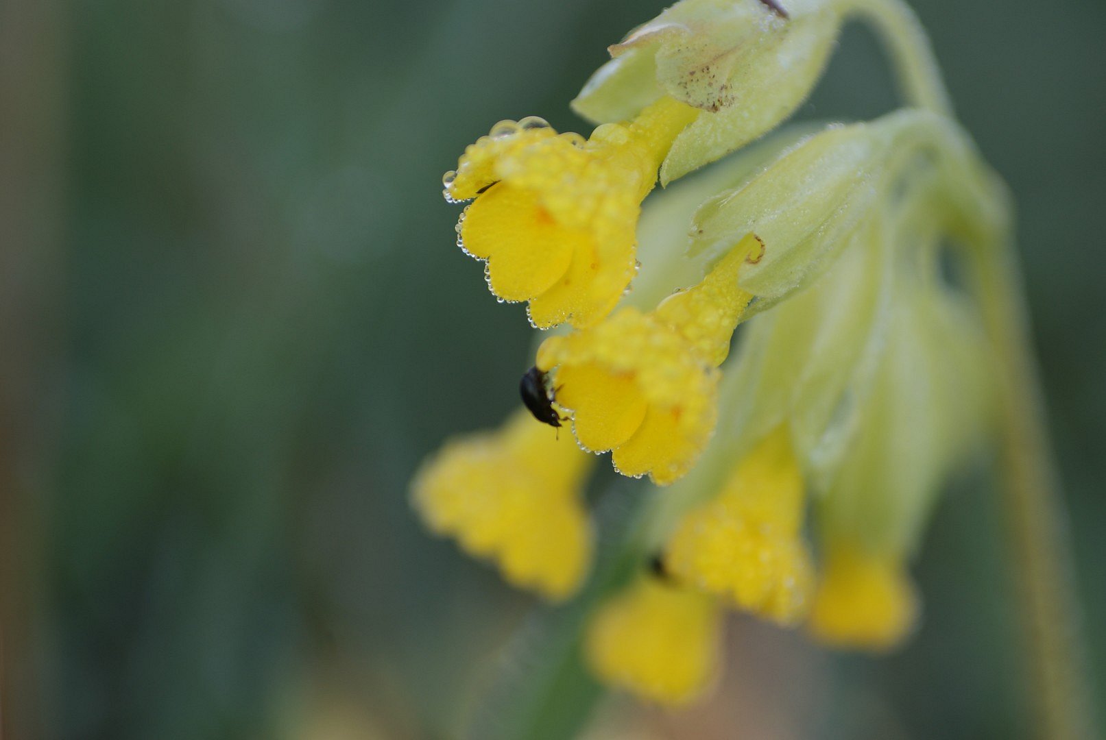 Käfer Blüte