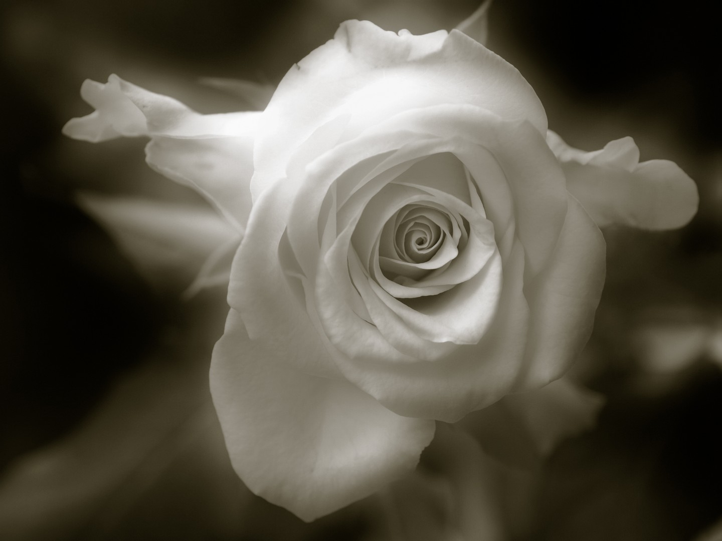 rose