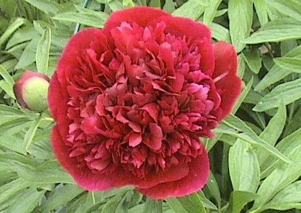 Pfingstrose