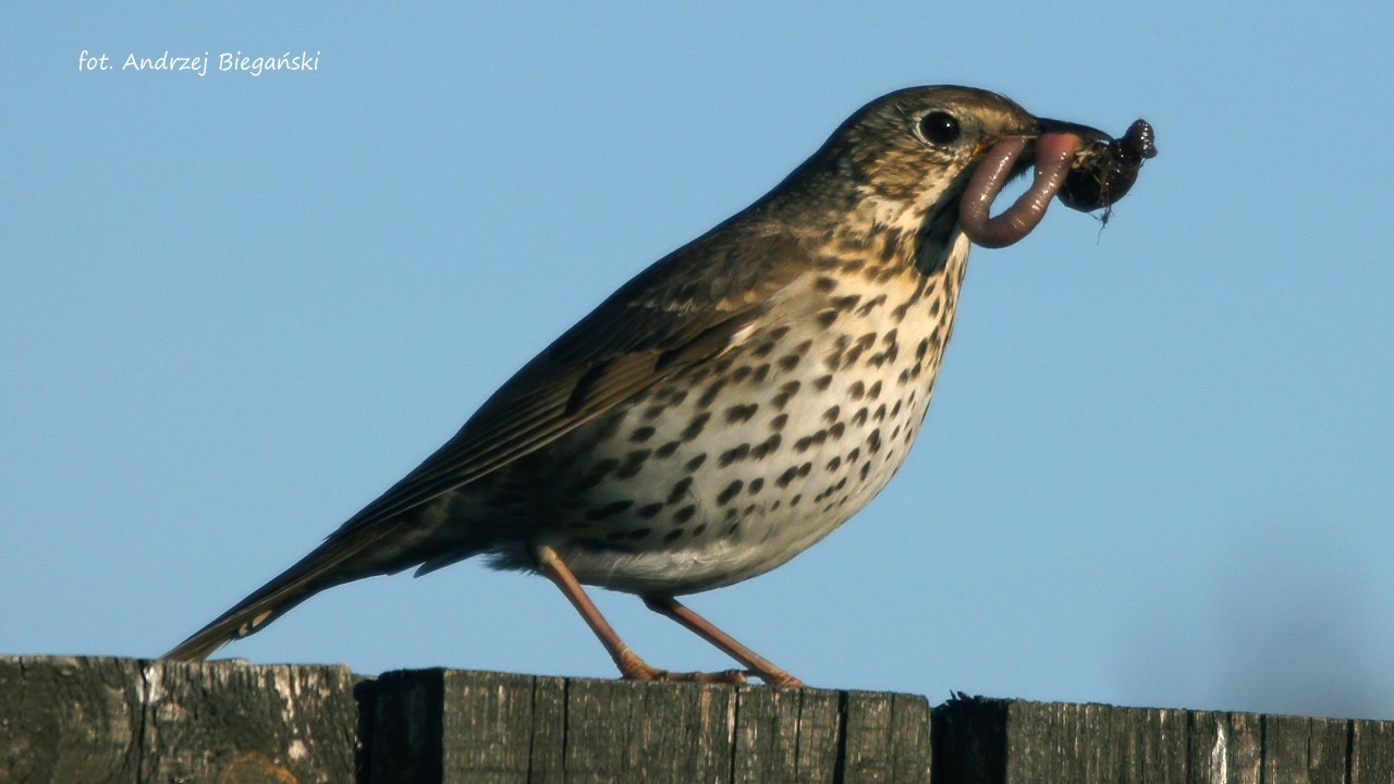 Drozd śpiewak = Turdi
