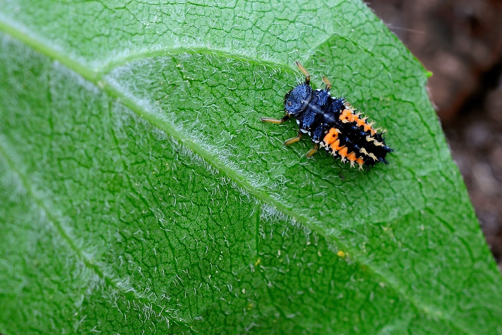 Welche Raupe kann das sein?
