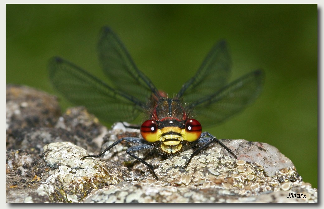 Libelle