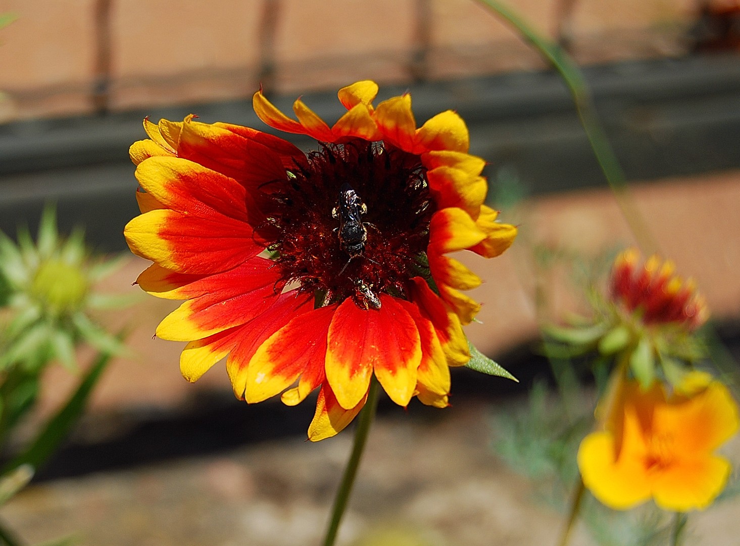 Fleur.