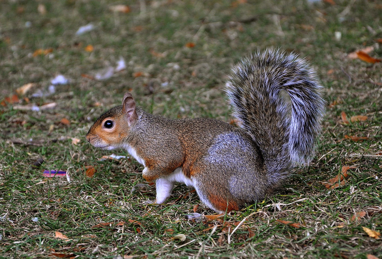 Londoner Grauhörnchen