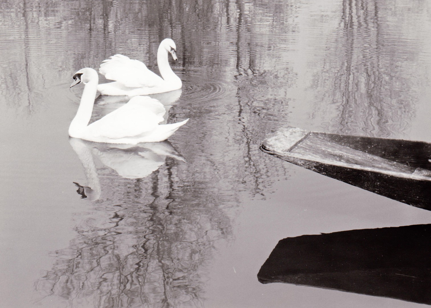 Vertraute Zweisamkeit - oder Schwanensee