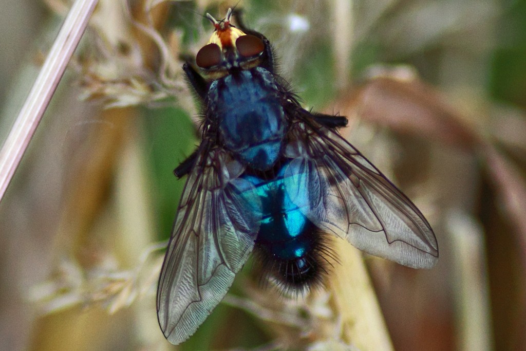 blaue Schmeißfliege