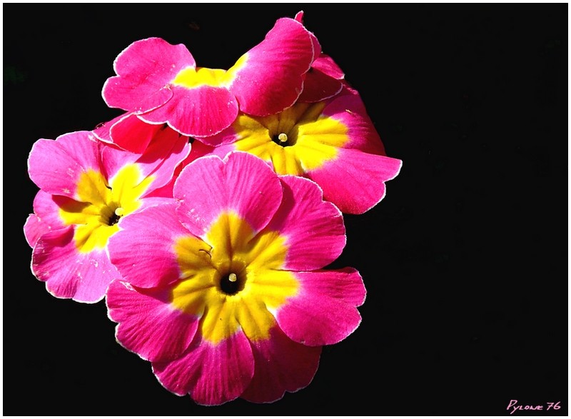 Fleurs