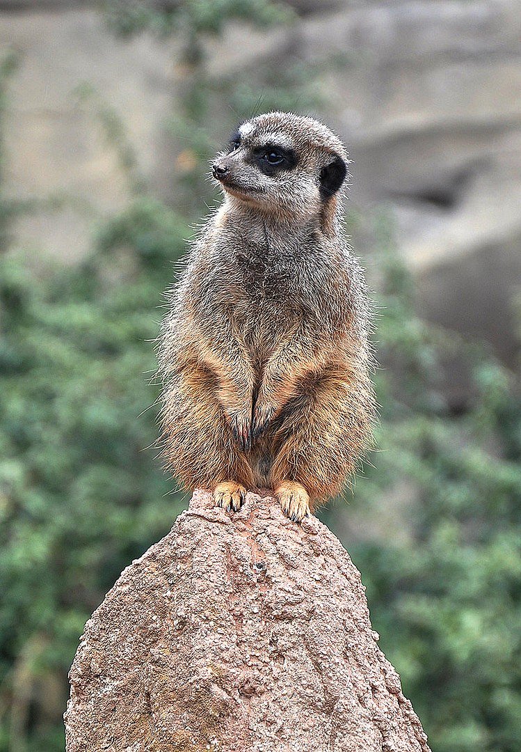 Meerkat