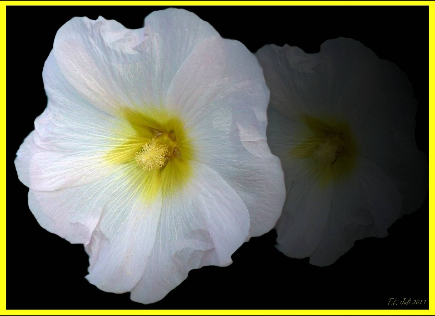 Weisse Stockrose.....