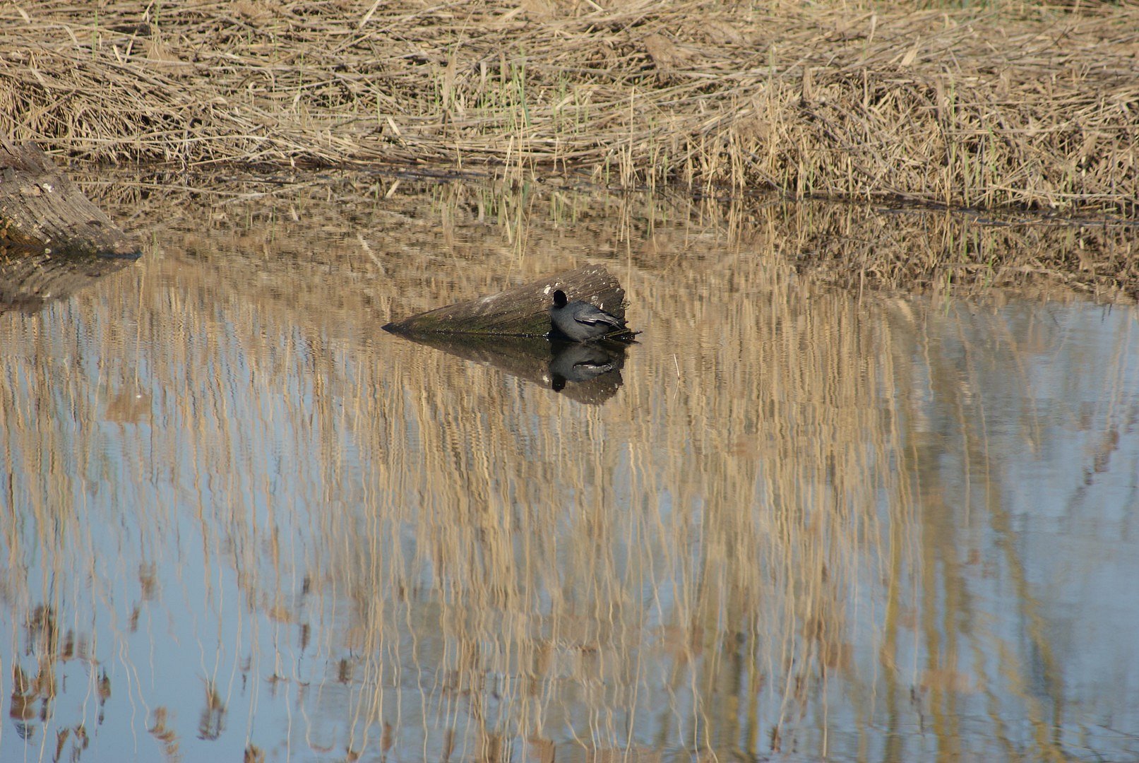Ente Baumstamm