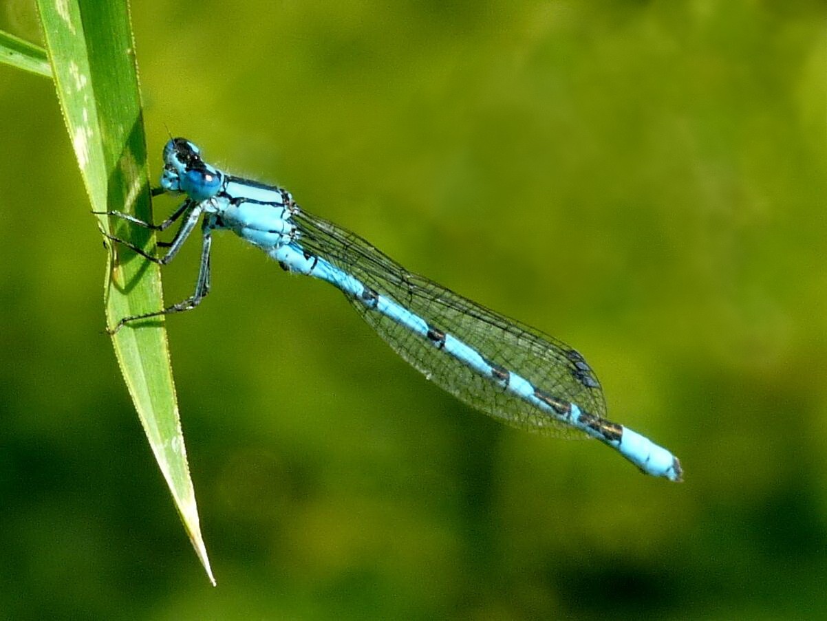 zarte Libelle